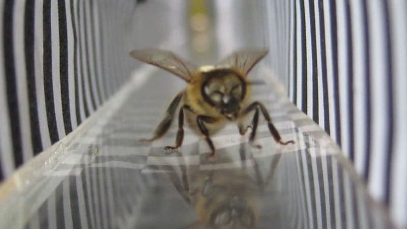What the Bee Knows