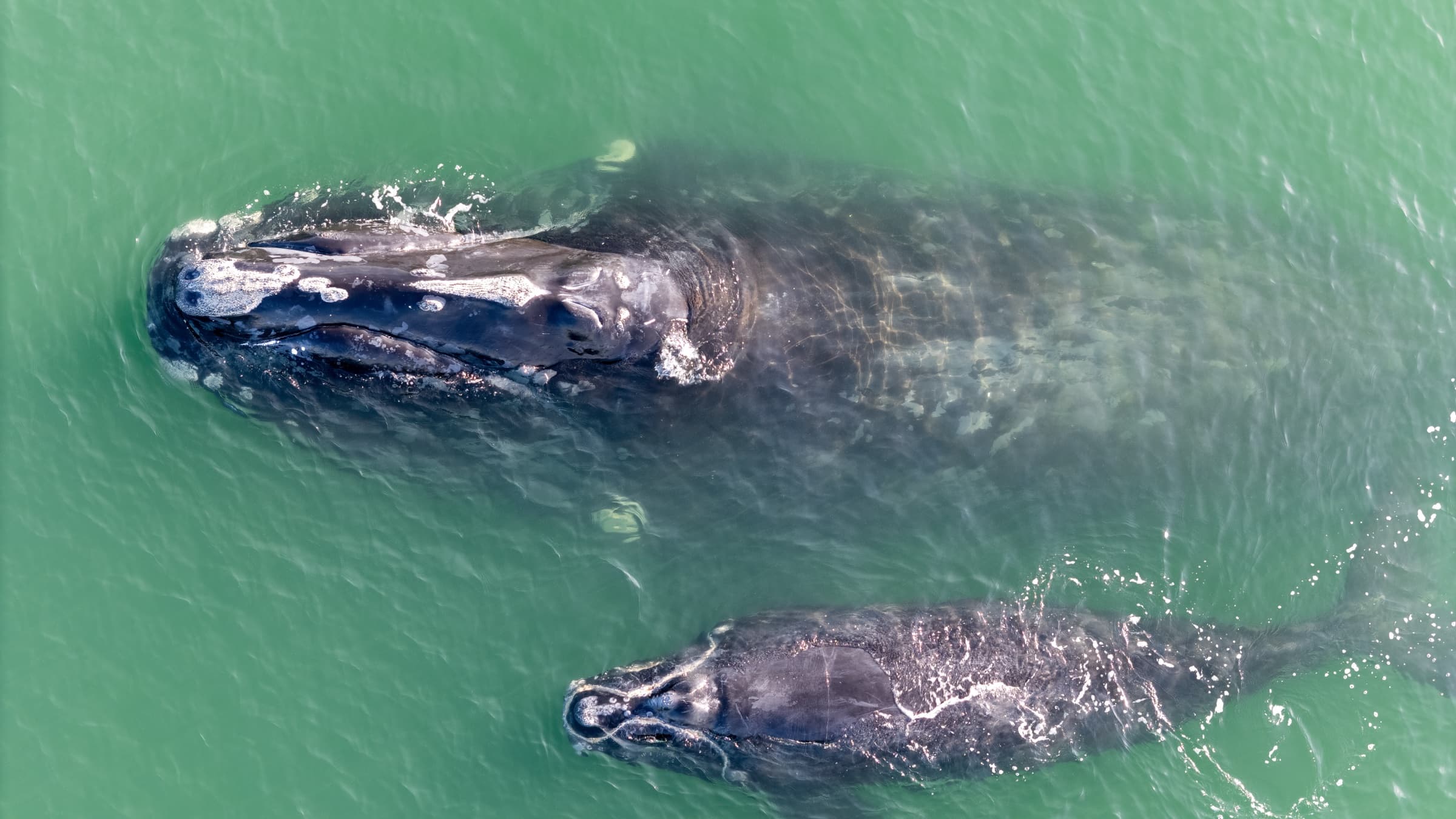 A Good Year for Whale Mothers