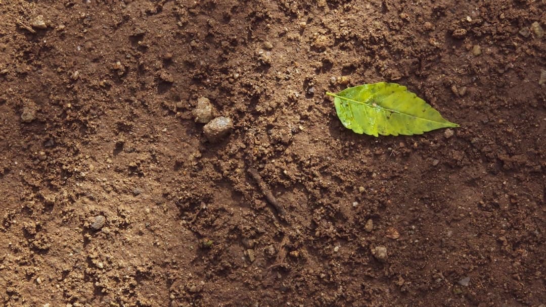 Dirt-Powered Fuel Cells Harvest Energy from Decay