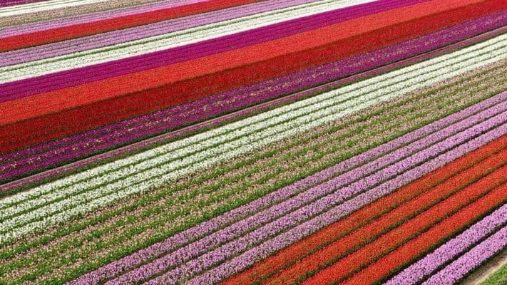Popular' Norfolk tulip field's Wicked fame delights fans